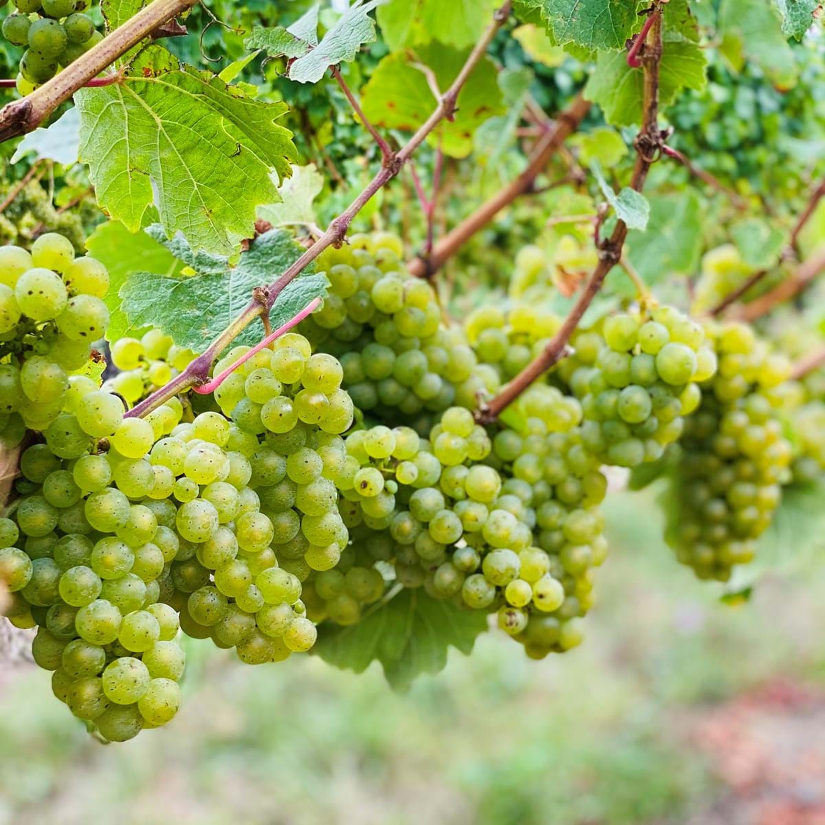 Riesling On The Vine Mar2021