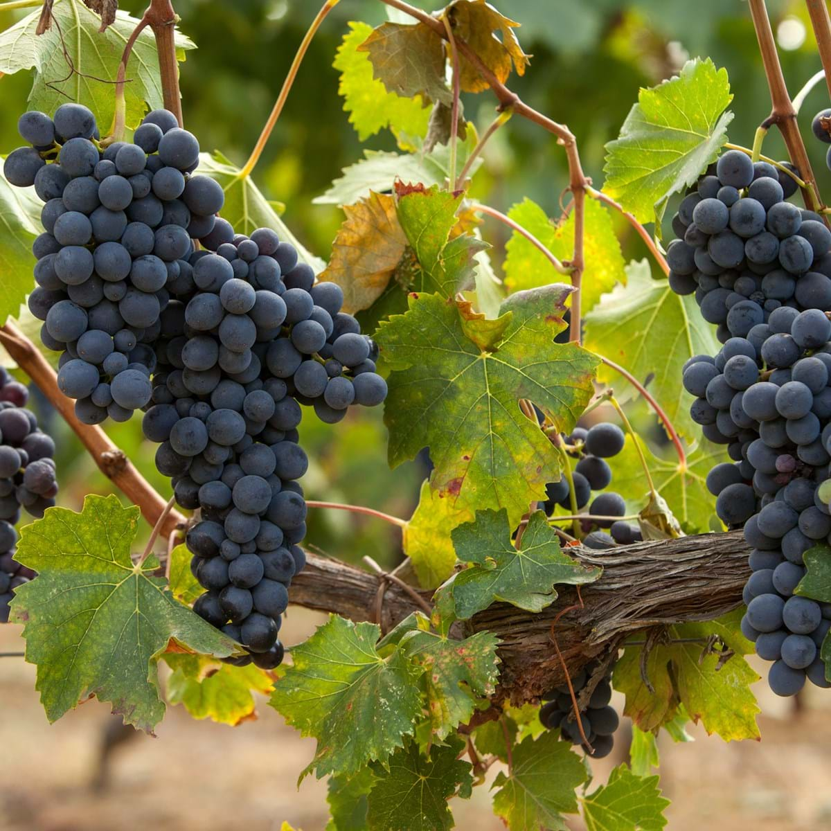 Cabernet Franc