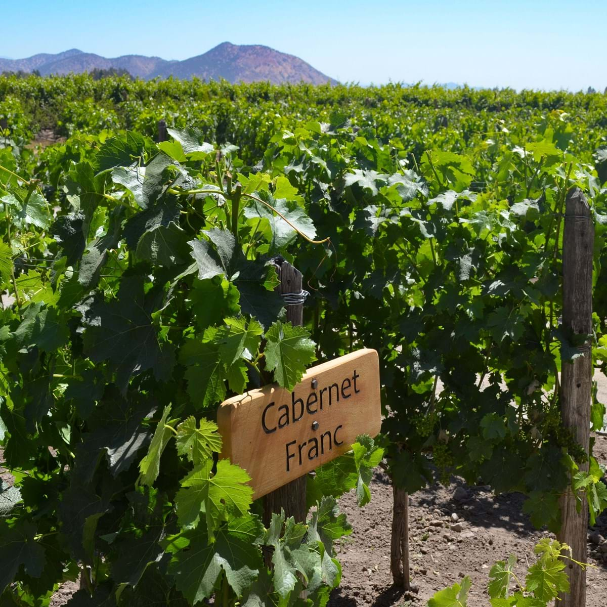 Cabernet Franc In Chile