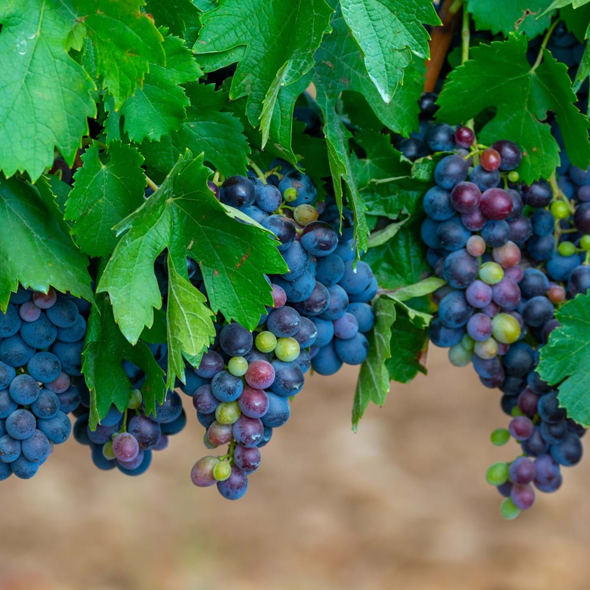 Carignan Grape