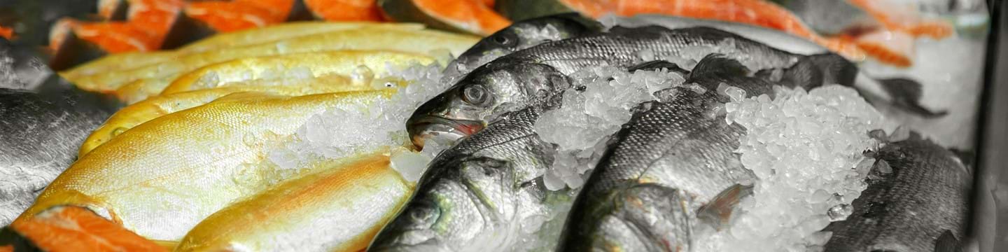 Fish