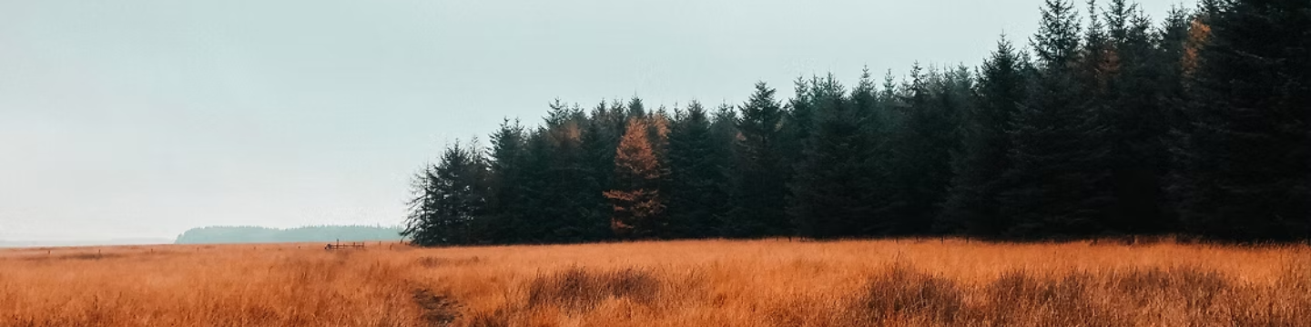 Rosa 1 2025 11 20T175241.401