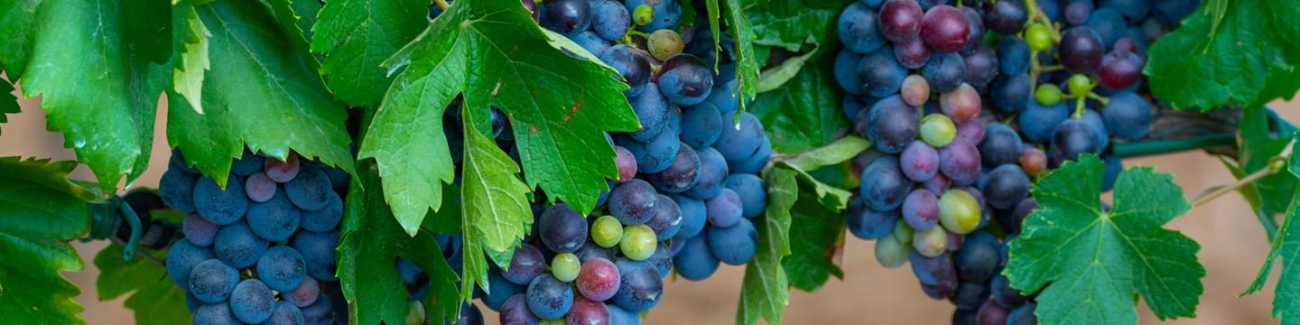 Carignan Grape